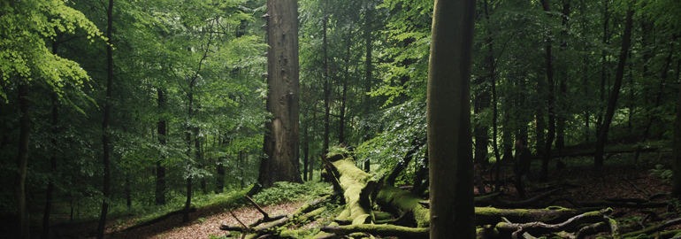 La forêt de Soignes 